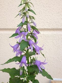 言葉にすると願いが叶う?